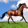 Animals Jigsaw Puzzle Pferde – Kostenloses Online Puzzlespiel zum Spielen