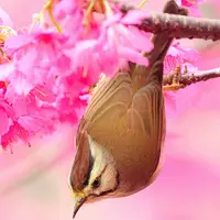 Birds Slide - Jeu de Puzzle en Ligne Gratuit