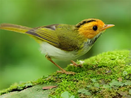 Birds Slide - Juego de rompecabezas de aves gratis en línea