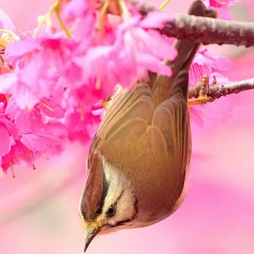Birds Slide - Ücretsiz Bulmaca ve Kaydırma Oyunu