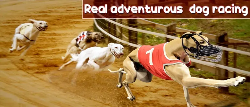 Dog Crazy Racing Simulator 3d - オンラインで遊べる犬レースゲーム