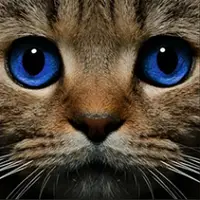 Find the Ghost Cat - Jogo de Quebra-Cabeça Online Grátis