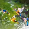 Flying Birds Slide