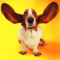 Funny Cats and Dogs Jigsaw Puzzle - Jeu de Puzzle en Ligne Gratuit
