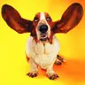 Funny Cats and Dogs Jigsaw Puzzle - Jeu de Puzzle en Ligne Gratuit