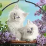 Funny Kitty Puzzle - Jeu de Puzzle en Ligne Gratuit