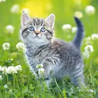 Kittens Jigsaw - Jeu de Puzzle Gratuit en Ligne pour Jouer
