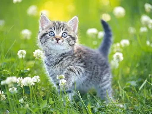 Kittens Jigsaw - Jogo de Quebra-Cabeça Online Grátis