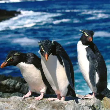 Penguins Slide - Jeu de puzzle en ligne gratuit