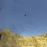 Toucan Shooter
